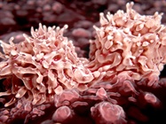 2016 Update on Stem Cell Culture Tools