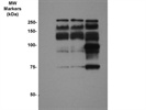 Anti-EGFR mAb sc-377073 from Santa Cruz