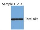 A Nice Antibody For Total AKt