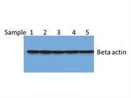 Good Loading Control Antibody