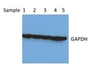 Decent Loading Control Antibody