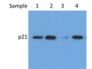 A Nice Antibody For Detection Of p21