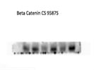 Beta-Catenin Antibody CST Review