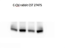 c-Cbl Antibody CST Review