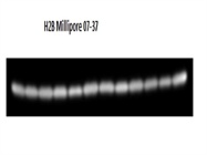 Anti-Histone H2B Antibody Review Millipore