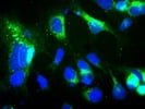 Anti-LMAN1 (Immunofluorescence) In HEK293 Cells