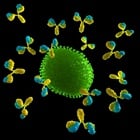 Useful Tips for Fab Protein Purification