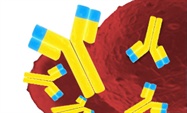 CD Antigens: Necessary Tool in Biological Research