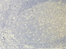 Cleaved Caspase-3 Antibody For Immunohistochemistry Staining