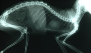Blurring the Lines Between In Vivo Anatomical and Molecular Imaging