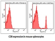 Very Good Anti-Mouse CD8 Antibody