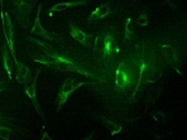 Great Results with Immunofluorescence