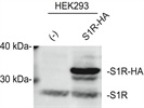 Anti-Sigma 1 Receptor (Western Blot)