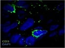 CD3 Antibody From Abcam Review