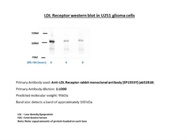 Review of Abcam Anti-LDL Receptor antibody [EP1553Y] (ab52818)