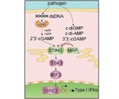 STING: the new big thing in innate immunity.