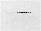 Good Antibody, With Limited Use