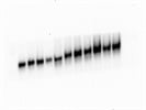Great Phospho-Src (Tyr527) Antibody