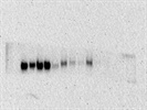 Good PLK1 (208G4) Rabbit mAb