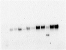 Good Phospho-p44/42 MAPK Western Blot Antibody