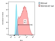 Great HLA-A2 Antibody