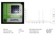 Reliable Kit For RNA Quantification