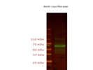 Review Anti-Firefly Luciferase Antibody