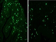 Mast Cell Tryptase Antibody For Immunofluorescence