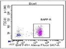 Anti-Human CD268-AF647 Is Great