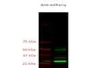 Anti-mCherry Antibody Review
