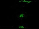 TGN46 for Immunofluorescence Staining