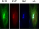 Golgin-97 Antibody For Immunofluorescence Staining