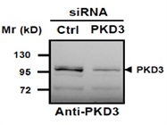 PKD3 Antibody For Western Blot