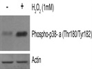 Active p38 alpha Blotting