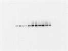 Decent FAK Antibody