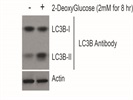 LC3B Antibody
