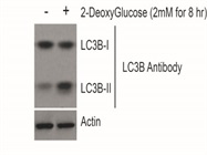 LC3B Antibody