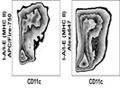 Good Option For MHC Class II Staining In A Full Cocktail