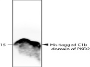 His tag antibody for Western Blotting