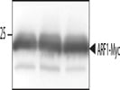 Myc tag antibody for Western Blotting