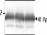 Myc tag antibody for Western Blotting