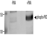 Phospho-PKD (S744/748) antibody for Western Blotting
