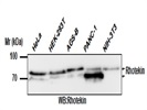 Rhotekin antibody for Western Blotting