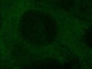 GFP Antibody For Immunofluorescence Staining