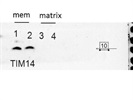Good For Mitochondrial Membrane Maker