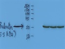 a-Tubulin Antibody for Western Blotting
