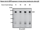 EGFR antibody for Western Blotting (Cell Signaling Technology #2232)