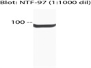 NTF97 antibody for Western Blotting