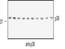 p38 antibody for Western Blotting