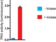 PKA Activity Assay Kit From Enzo Life Sciences